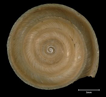 Media type: image;   Malacology 32521 Aspect: apical